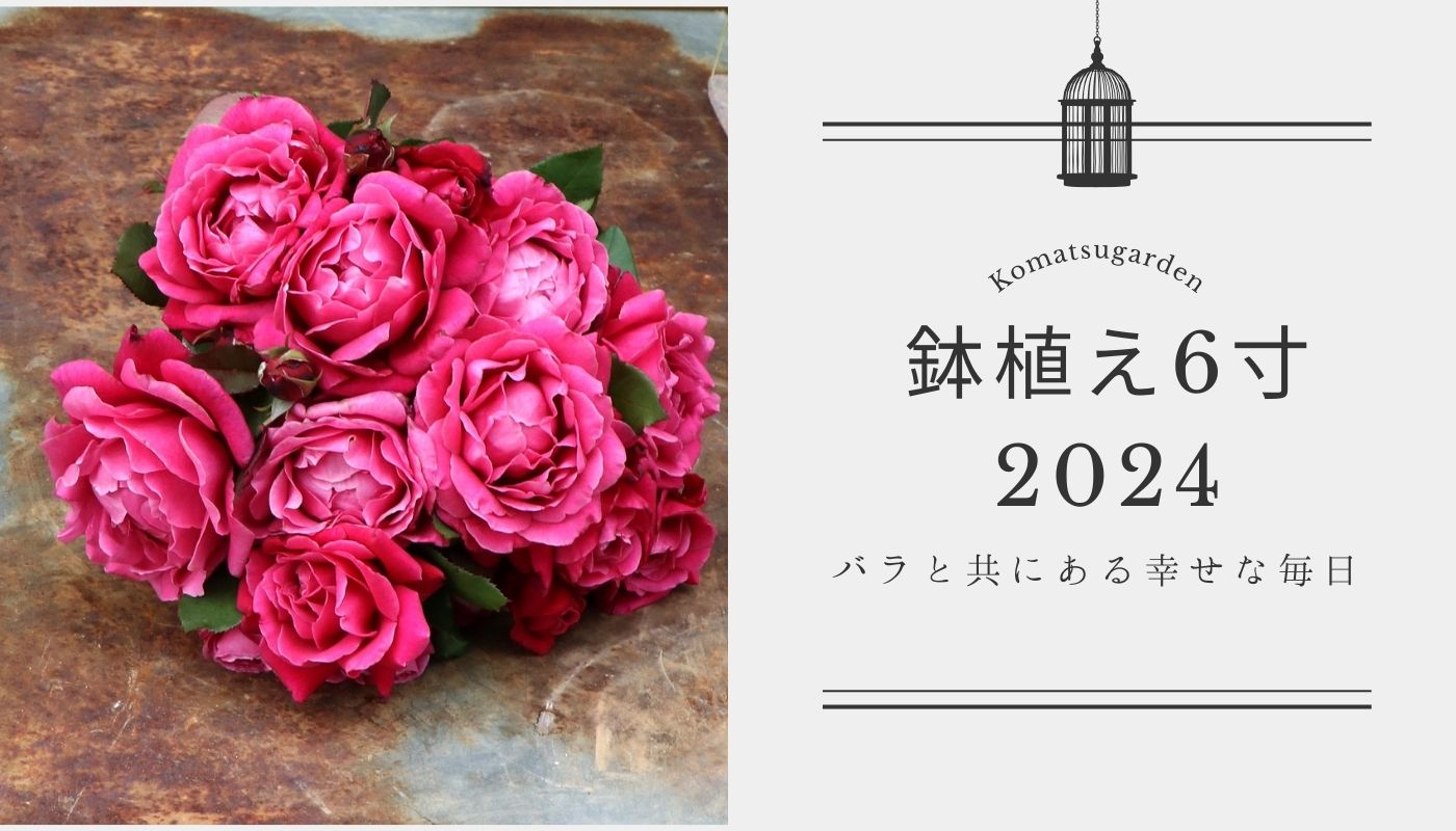 鉢植え6寸2024